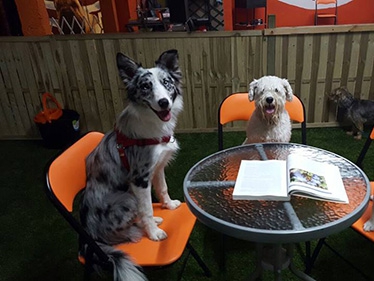 oxican-500 oxican-500