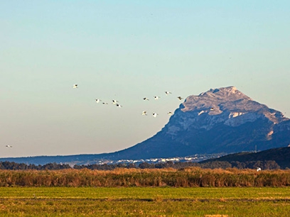 marjal-500 marjal-500