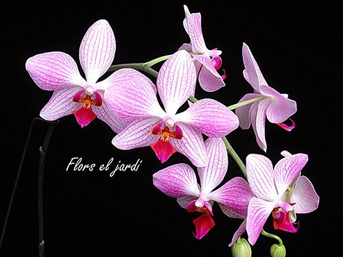 flors-el-jardi-1-500 flors-el-jardi-1-500